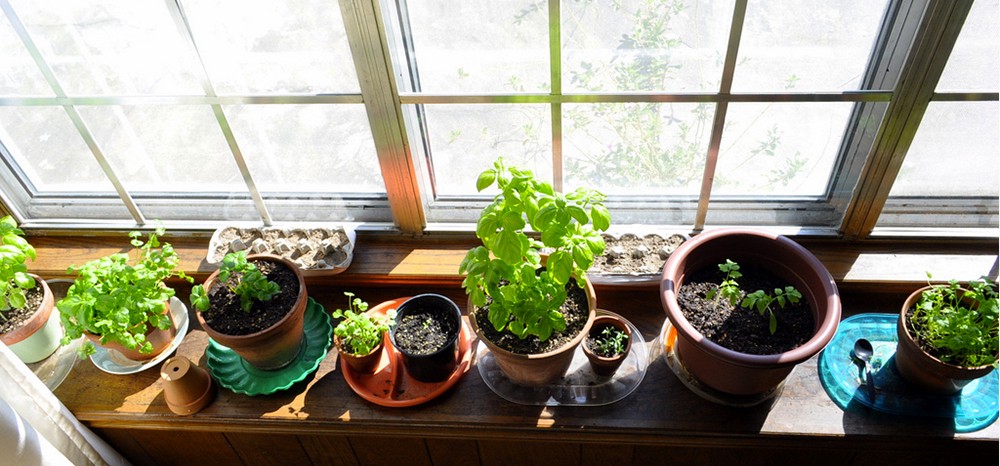 How to Garden in Your Apartment